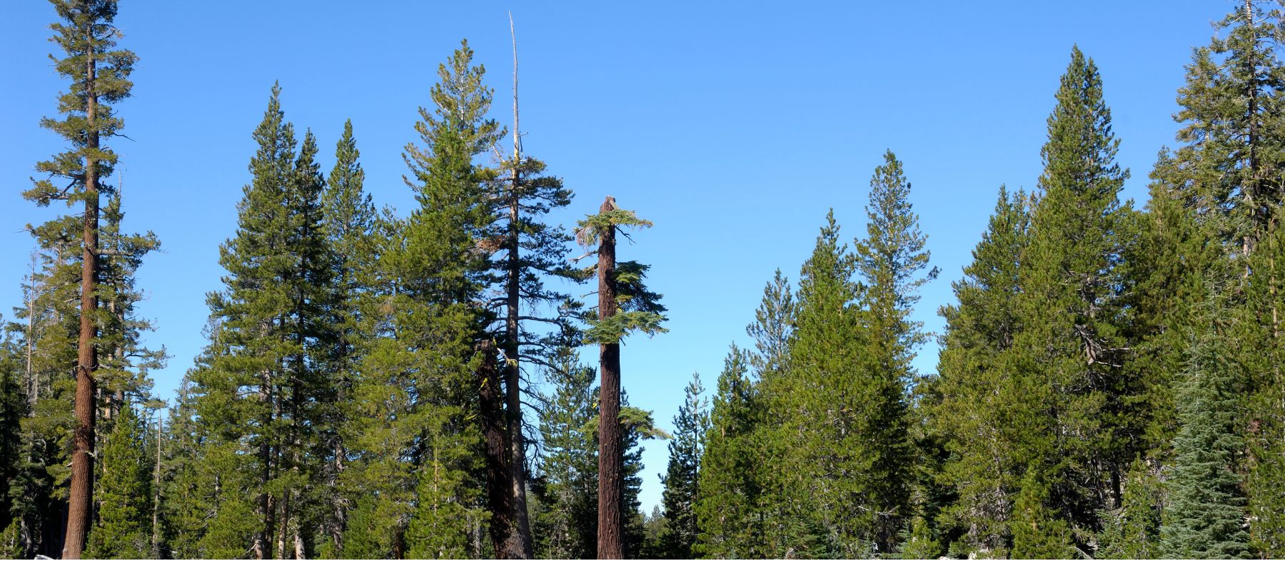 A forest of tall pine trees under a clear blue sky, illustrating a peaceful natural landscape